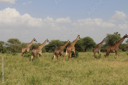 group of giraffes running in Africa © Amanda