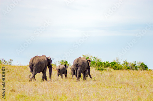 Four elephants moving away in the savannah of Masai Mara Park in northwestern Kenya