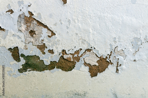 Green Mold Fungus and Peeling and Flaking Paint