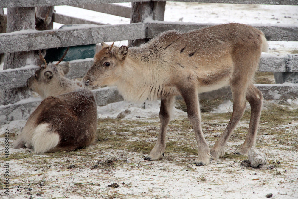 Young reindeers, Rovaniemi, Lapland, Finland Young reindeers, Rovaniemi, Lapland, Finland