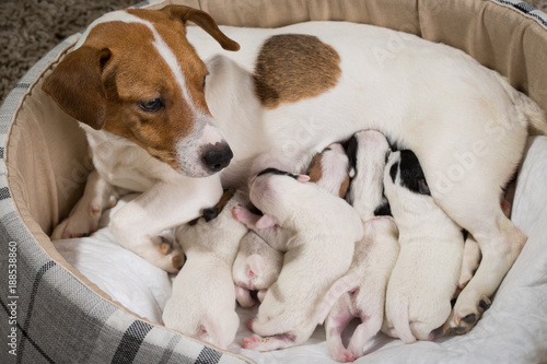 dog feeds the puppies,  Jack Russell Terrier © Evgenia Tiplyashina