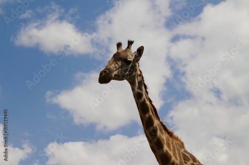 giraffe against blue sky