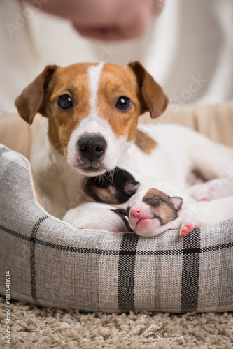 Fototapeta Naklejka Na Ścianę i Meble -  dog feeds the puppies,  Jack Russell Terrier