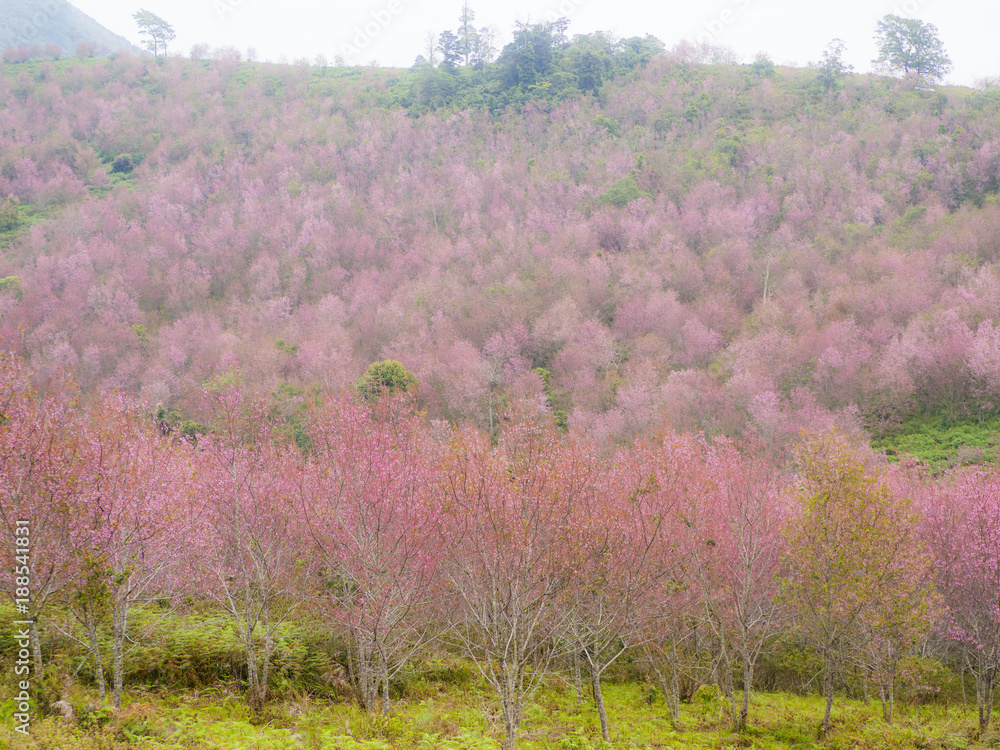 Mountain is covered with a pink king tiger tree or Thai cherry blossom, beautiful pink flowers at Phu Lom Lo Thailand Attractions Mountain is covered with a pink king tiger tree or Thai cherry blossom, beautiful pink flowers at Phu Lom Lo Thailand Attractions