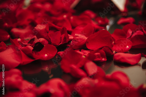 Background of beautiful red rose petals in dark