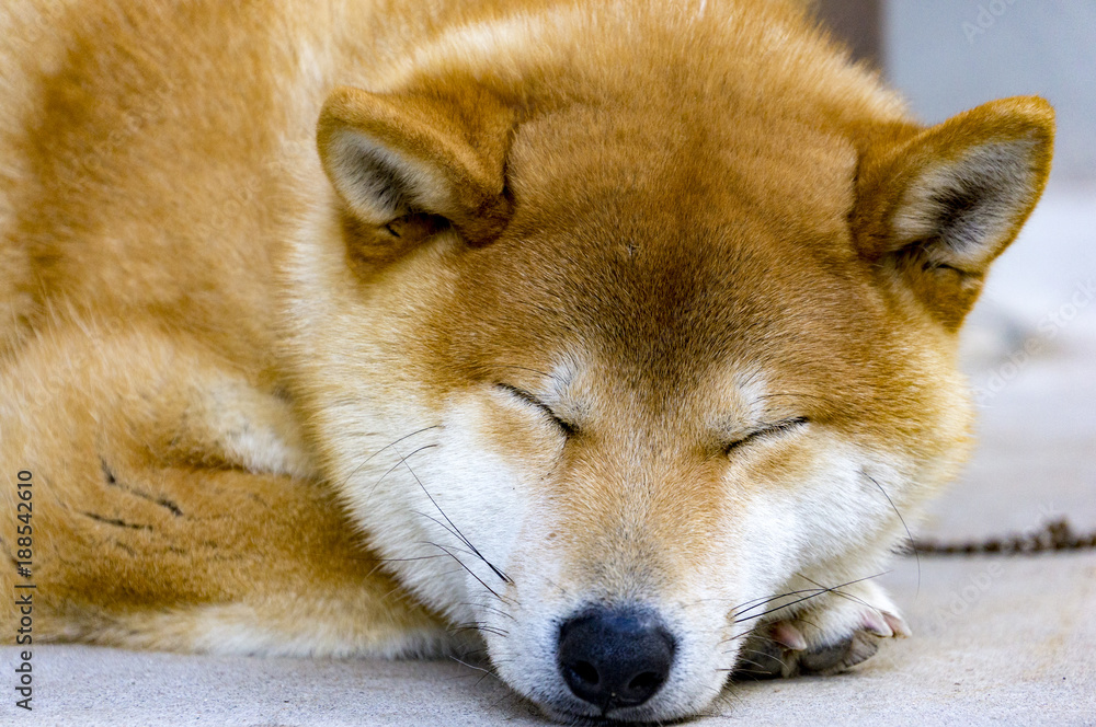 睡眠中の柴犬ボン