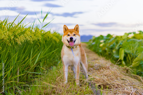 Obraz w ramie 田んぼに佇む柴犬ボン