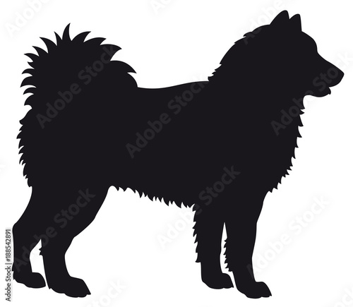 Alaskan Malamute dog - Vector black silhouette isolated