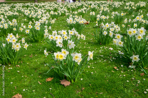 Fototapeta Naklejka Na Ścianę i Meble -  Blühende Narzissen im Stadtpark