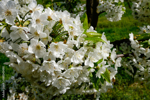 Kirschblüte im Detail photo