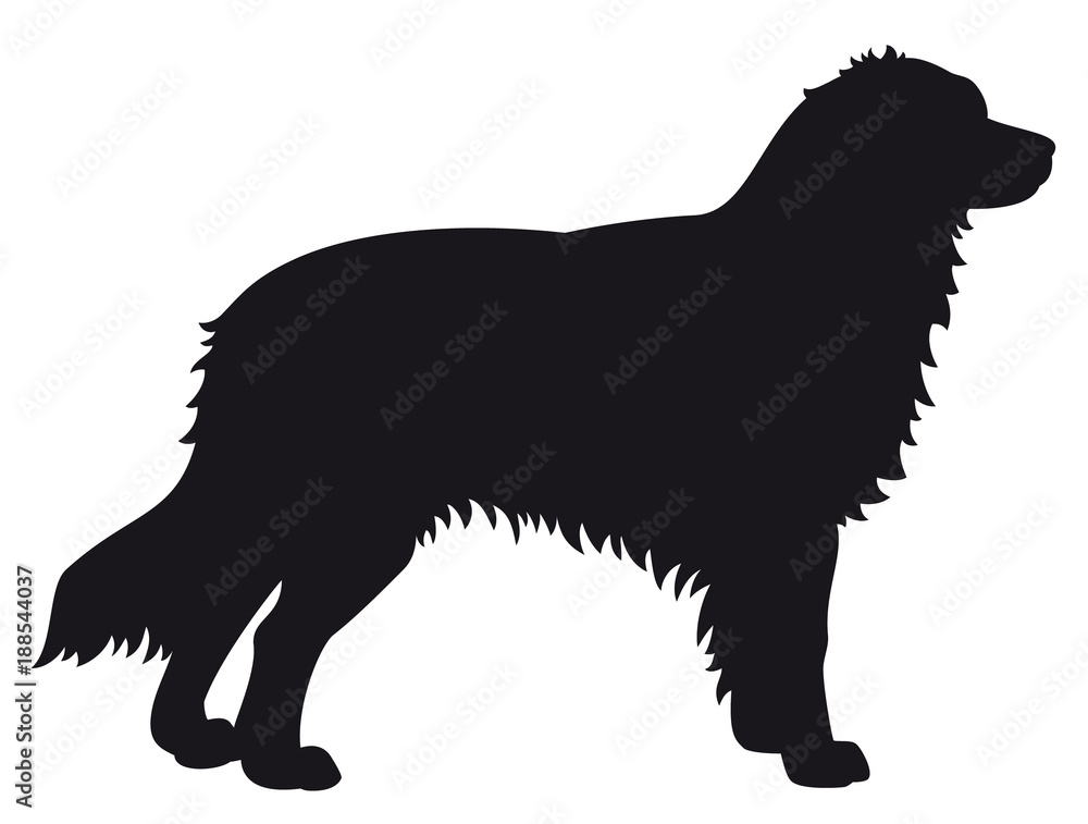 Australian Shepherd dog - Vector black silhouette isolated Australian Shepherd dog - Vector black silhouette isolated