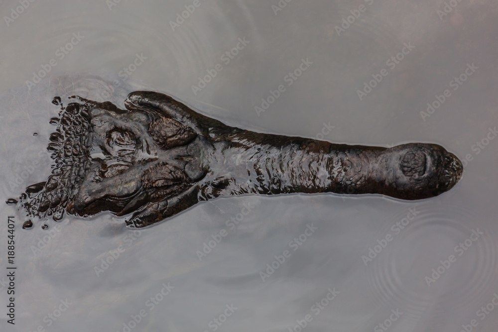 Obraz premium Crocodile hunts for food in a pond with head above water