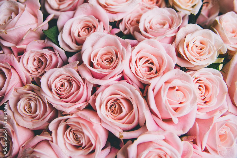 Tận hưởng sự đẹp lộng lẫy của những bông hoa hồng màu hồng trên hình nền hoa hồng đẹp. Đây là một (ảnh, hình ảnh) đáng xem cho những ai yêu thích những gam màu nhẹ nhàng, tươi sáng và ngọt ngào.