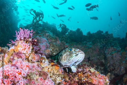 Strawberry Anemones and Lingcod on California Reef