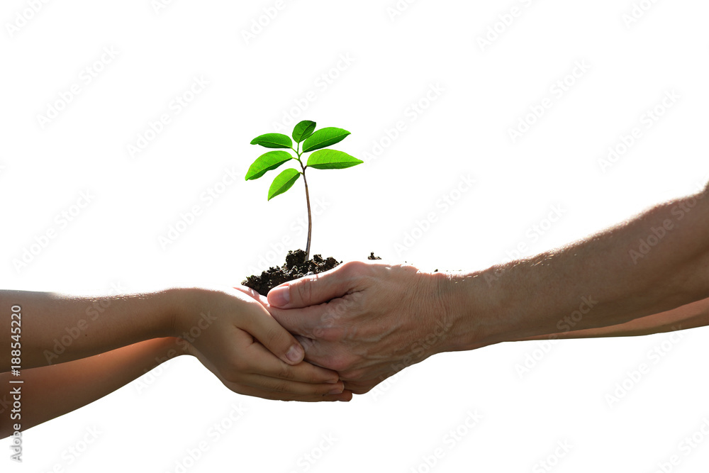Two hands holding together a green young plant isolated on white background Two hands holding together a green young plant isolated on white background