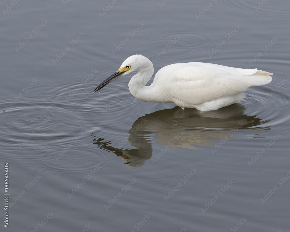 Snowy Egret Wading and Fishing gets a shrimp Snowy Egret Wading and Fishing gets a shrimp