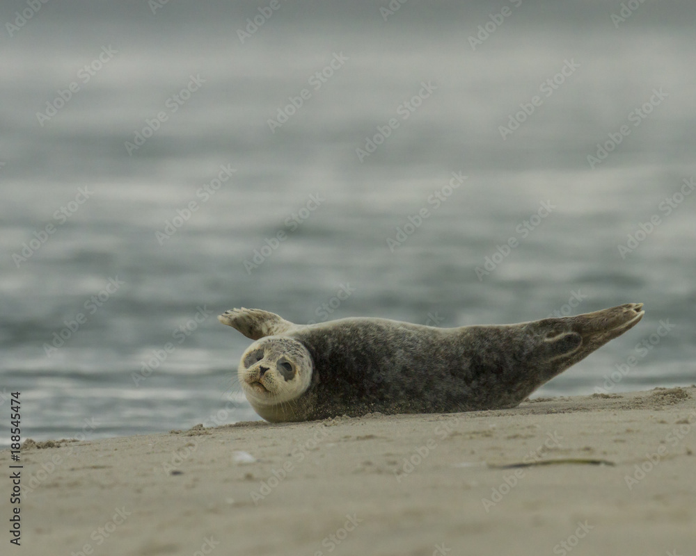 Obraz premium Baby seal on the sand