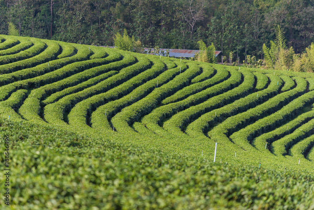 Landscape of Green tea farm.