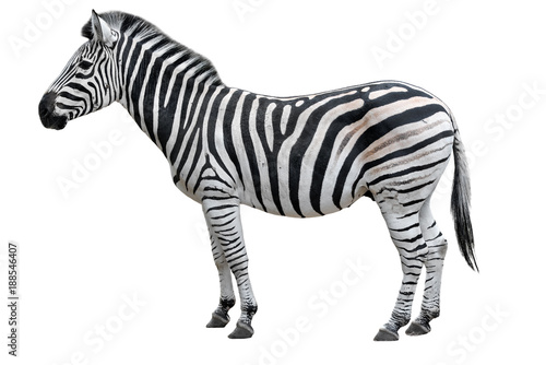 Young beautiful zebra isolated on white background. Zebra close up. Zebra cutout full length. Zoo animals. 