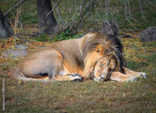 The drowsy lion at zoo. Lion in natural background. Safari animals. 