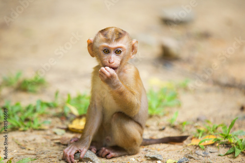Photography Monkeys of Monkey Hill Thailand Phuket