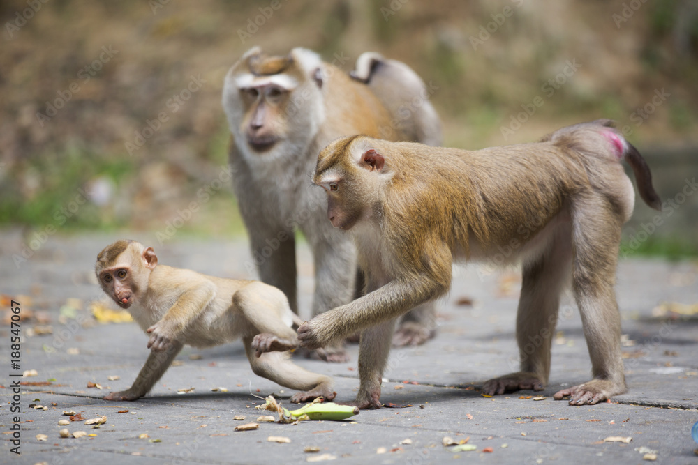 Fototapeta premium Monkeys of Monkey Hill Thailand Phuket 