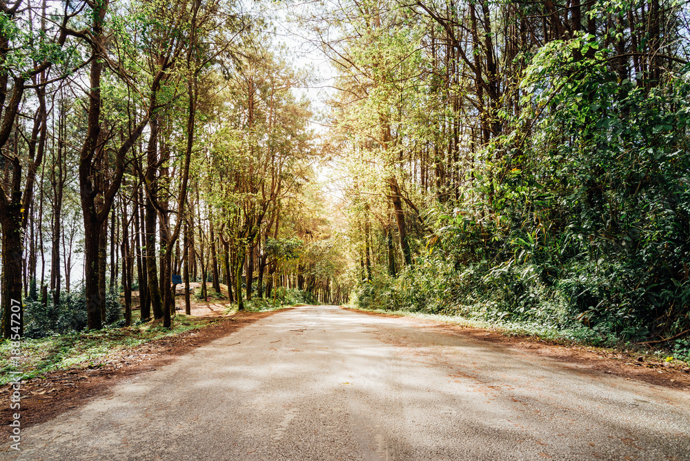 Obraz premium Forest pine nature background.with sunlight.