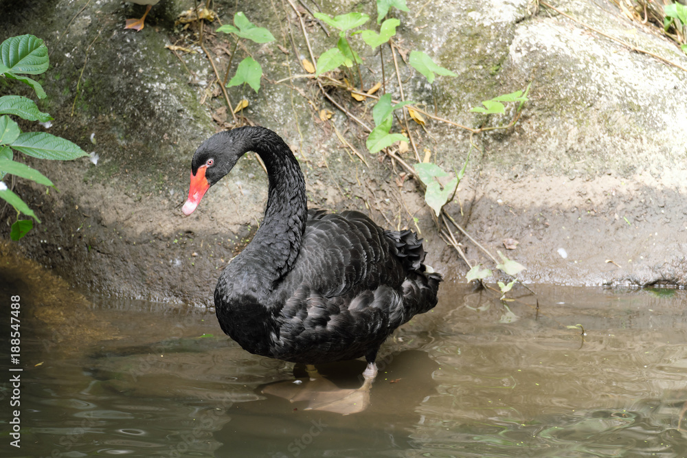 Black swan Black swan