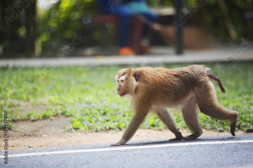 Monkeys of Monkey Hill Thailand Phuket 