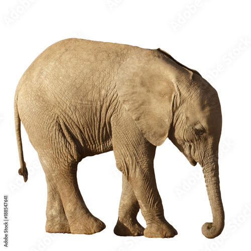 Young African Elephant calf isolated on white background