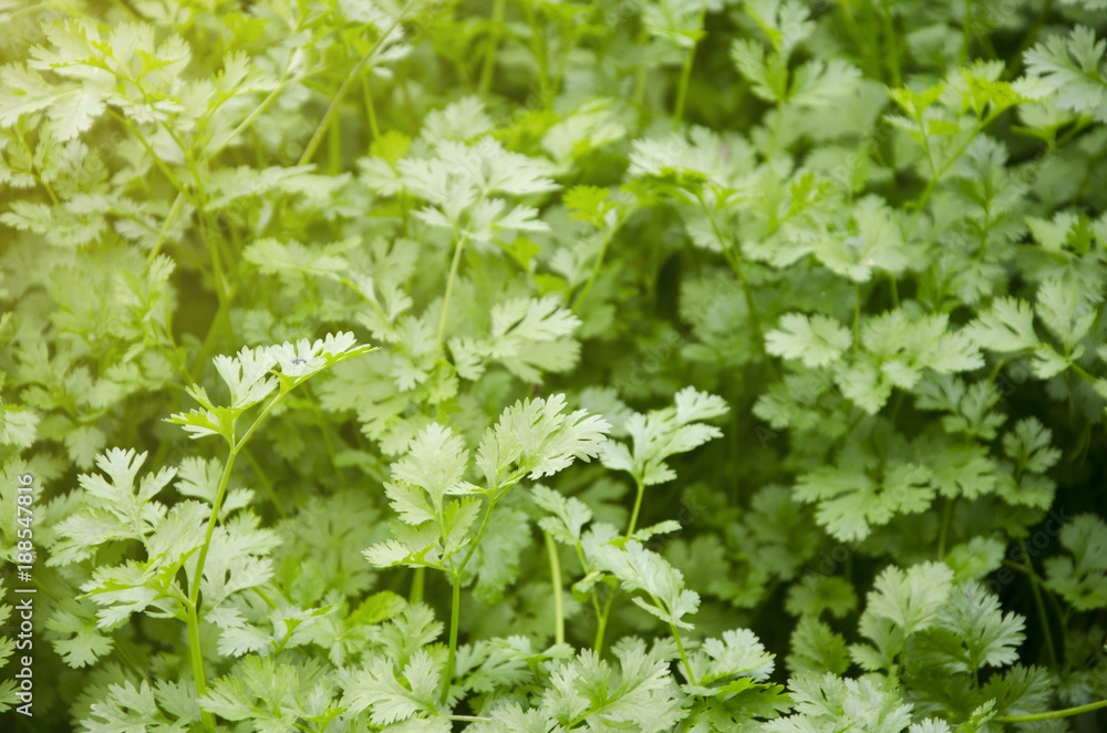 Salads are growing in vegetable plots. Salads are growing in vegetable plots.