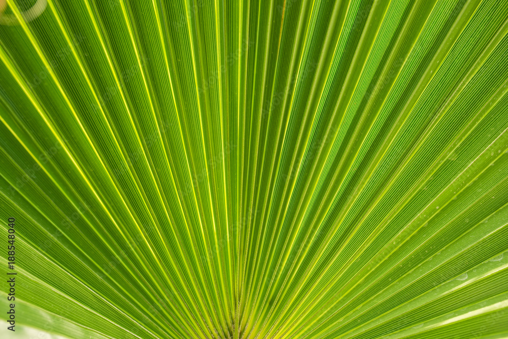 Palm leaves on a sunny day Palm leaves on a sunny day