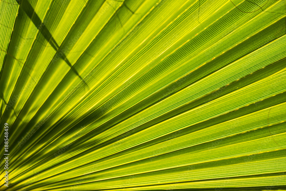 Obraz premium Palm leaves on a sunny day