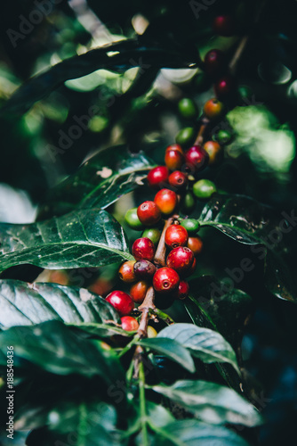 Arabicas Coffee Tree on Coffee tree at Doi Chaang in Thailand, Coffee bean Single origin words class specialty.vintage nature background, Coffee background.vintage tone