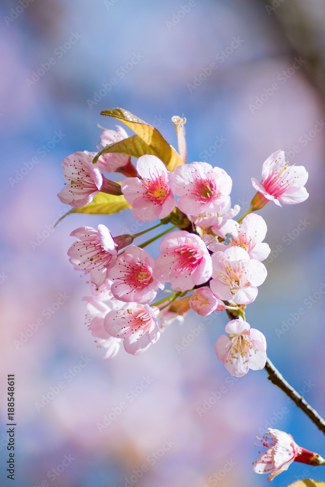 Beautiful cherry blossom in spring time over blue sky.Pink flower Nature background. Beautiful cherry blossom in spring time over blue sky.Pink flower Nature background.
