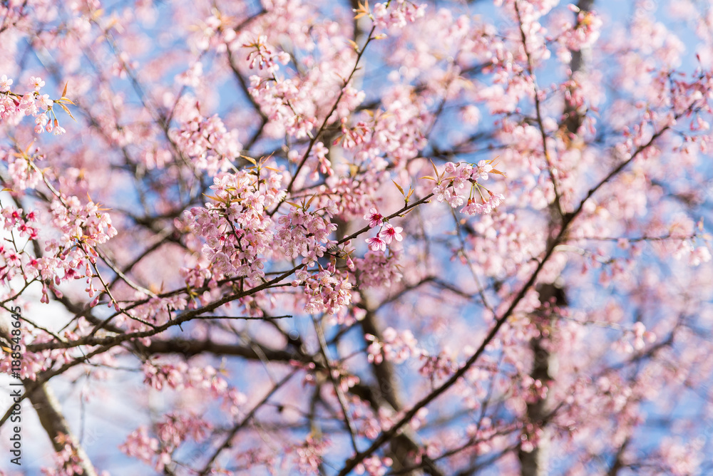 Beautiful cherry blossom in spring time over blue sky.Pink flower Nature background.