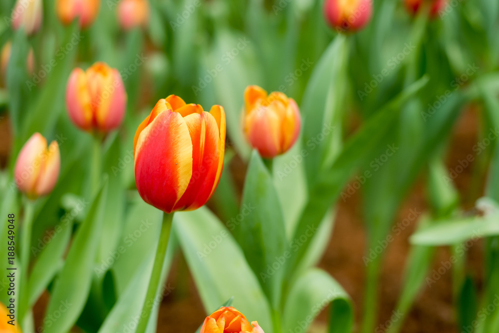 Tulip Flower. Beautiful bouquet of tulips. colorful tulips. tulips in spring at the garden,colourful tulip,Nature background. Tulip Flower. Beautiful bouquet of tulips. colorful tulips. tulips in spring at the garden,colourful tulip,Nature background.