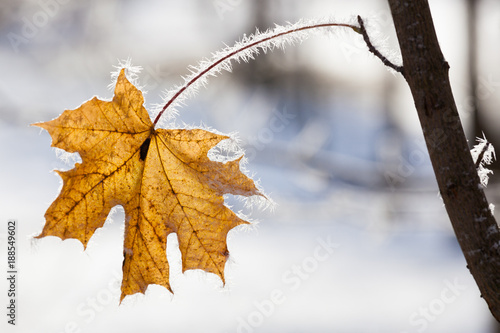 Yellow frozen maple leaf on cold sunny winter day