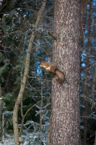 Squirrel on tree branch cone in mouth at winter day