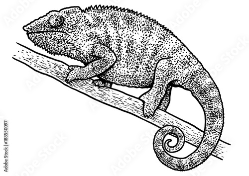 Chameleon illustration, drawing, engraving, ink, line art, vector