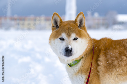 Plakat w ramie 雪の中の柴犬ボン