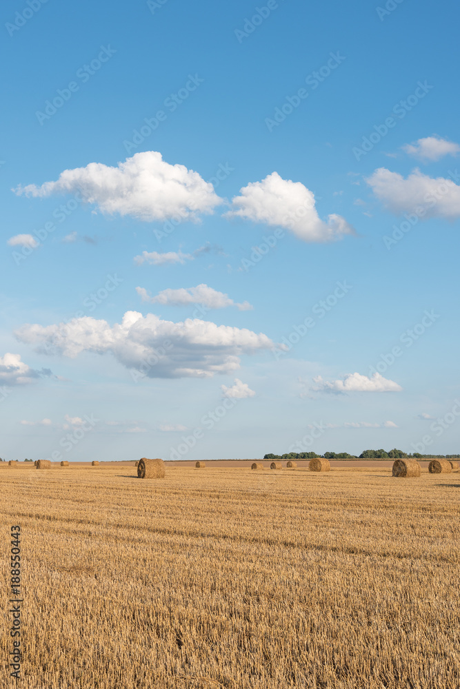 Fototapeta premium Straw rolls on agricultural field.