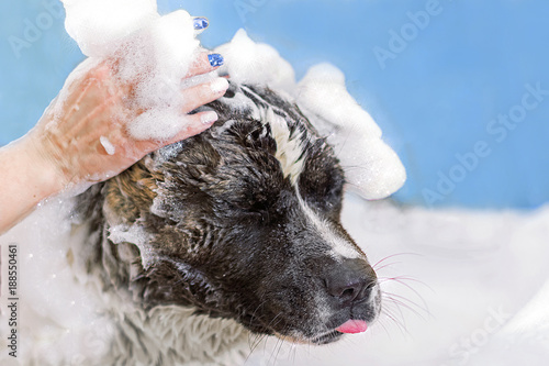 dog wash, foam. blue background. Place for text photo