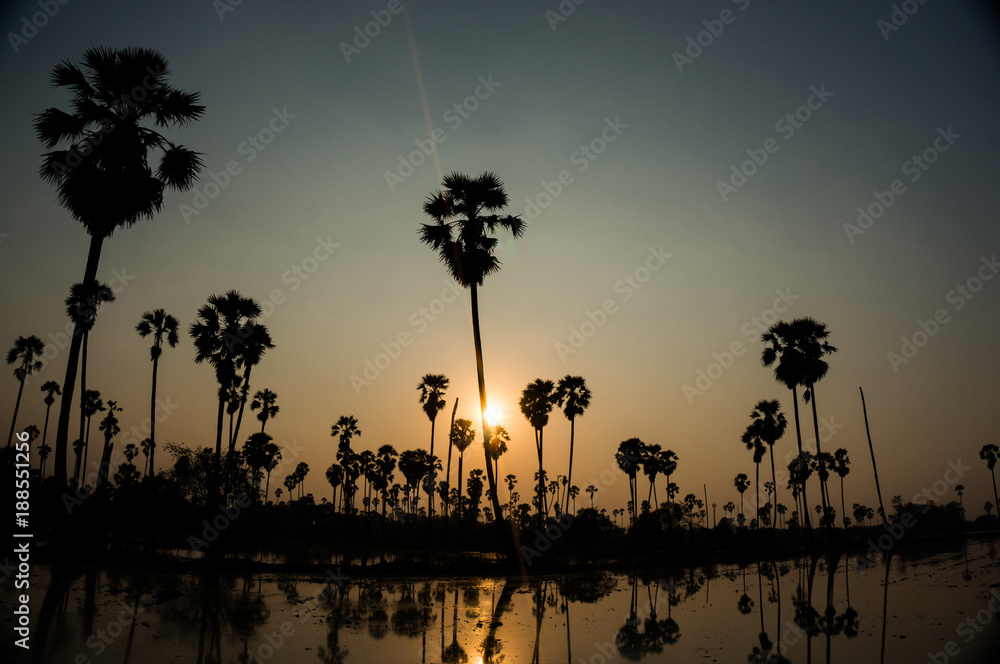 sunset with silhouette palm trees.