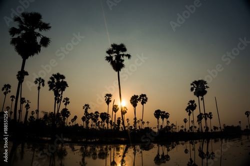 sunset with silhouette palm trees.