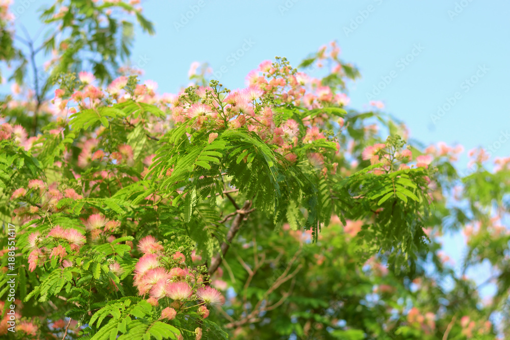 Acacia mimosa rosa