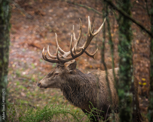 Red Deer Cervus Elaphus photo