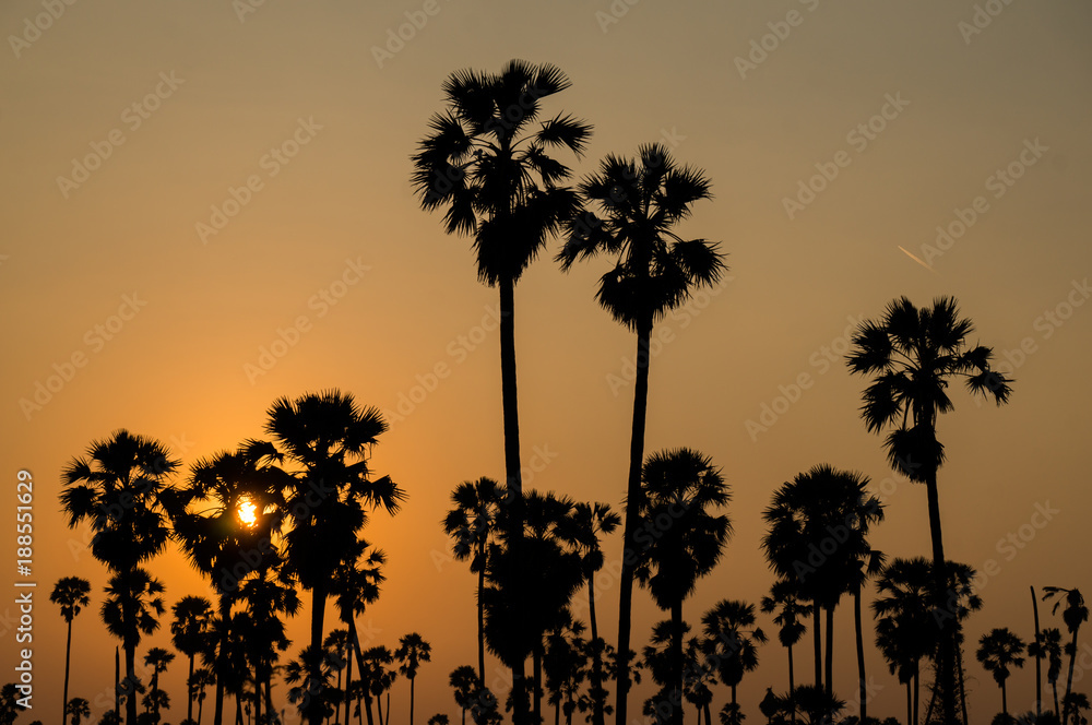 sunset with silhouette palm trees.
