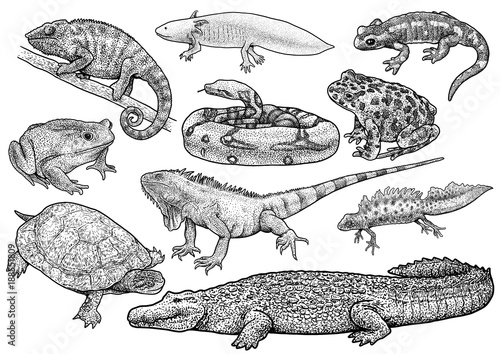 Amphibians and reptile collection illustration, drawing, engraving, ink, line art, vector