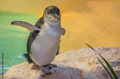 Close up of cute and wet Little Penguin at Penguin Island in Rockingham, near Perth, Western Australia. Copy space. Blurred background.